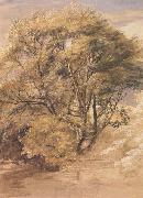 Samuel Palmer The Willow oil painting
